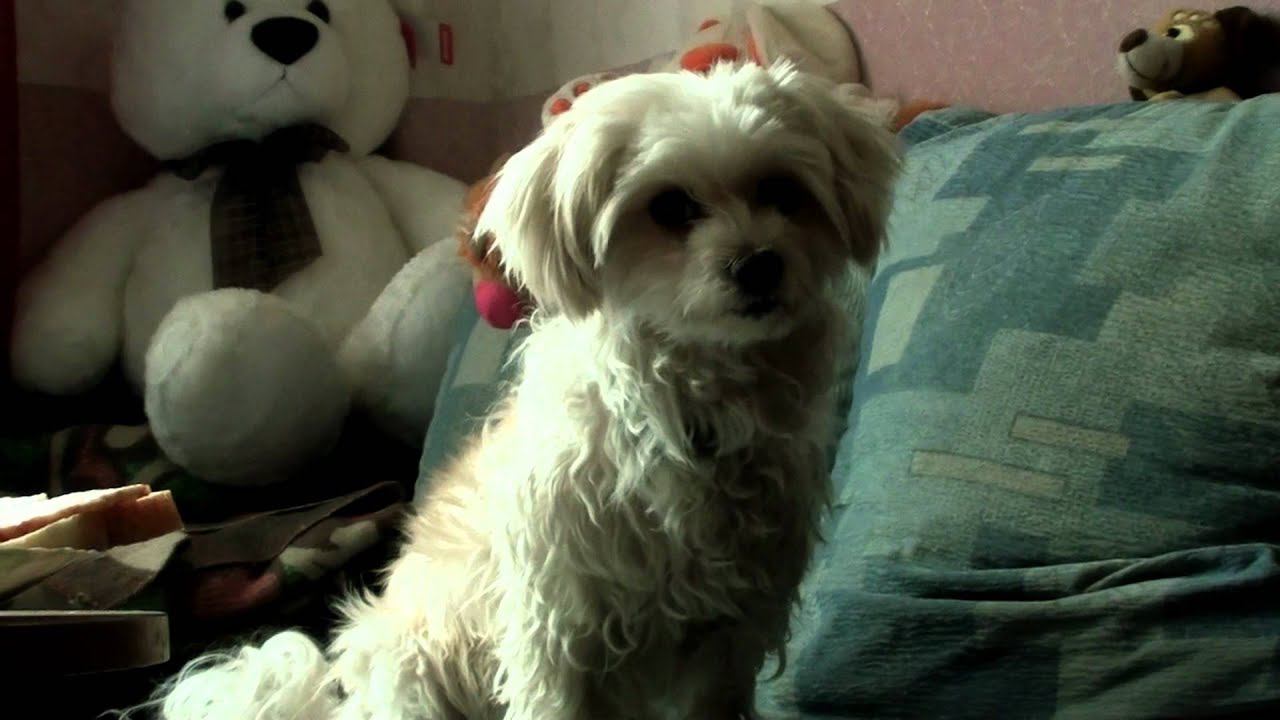 Собачья Жизнь(dog Holidays)