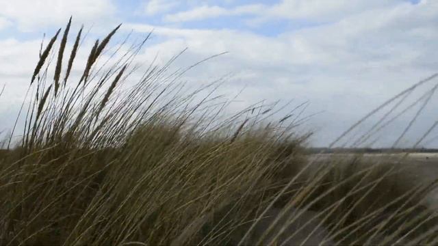 Soothing Music For Relax, Meditate & Study #17 ? संगीत को आराम ? リラックス音楽 ? 음악을 이완하십시오 ? Nature Dron
