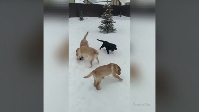 Питомник лабрадоров Беллз Летуаль смотреть онлайн