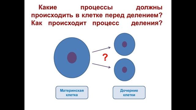 Тема 8. Размножение и рост клеток смотреть онлайн