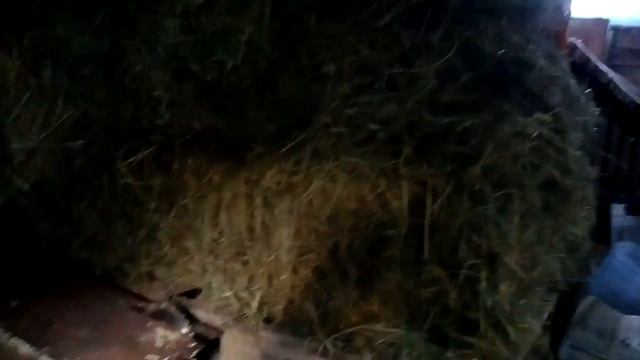 Купил луговое сено разнотравье 20 тюков . смотреть онлайн
