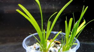САГГИТАРИЯ КАРЛИКОВАЯ. Sagittaria subulata "Pusilla". СЕКРЕТЫ ВЫРАЩИВАНИЯ