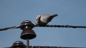 Кольчатая горлица