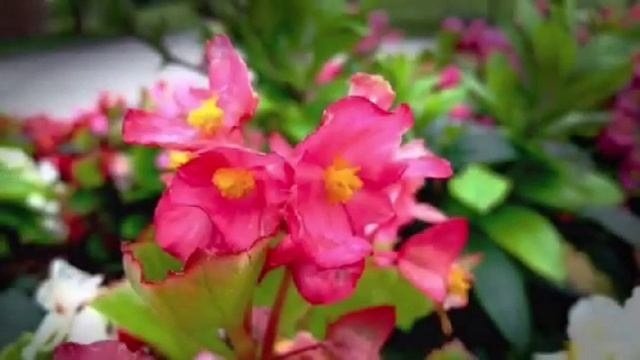 Misbah's Photography