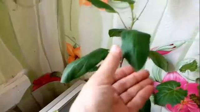 Мой Способ Проращивания СЕМЯН. Рассада: КИВИ ЯБЛОНИ ВИНОГРАДА из СЕМЕЧЕК. 18 мая 2020г. смотреть онлайн