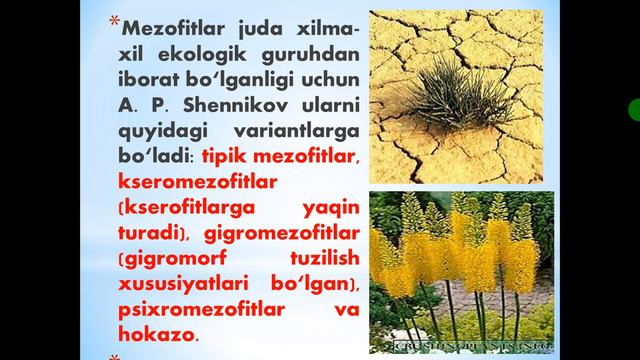 Namlikka nisbatan o'simliklarning ekologik guruhlari смотреть онлайн