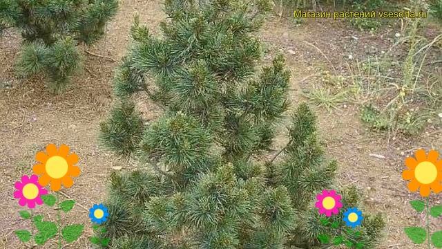 Сосна мягкая. Краткий обзор: Сосна мягкая описание характеристик, где купить pinus strobiflexilis смотреть онлайн