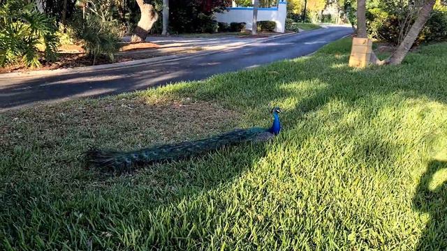 Part IV Royal Birds | Florida / Часть IV Королевские птицы | Флорида смотреть онлайн