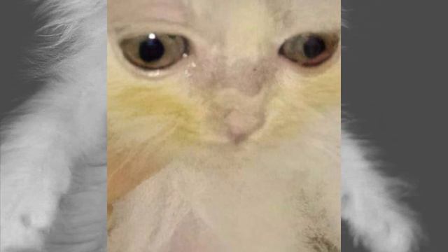 У тебя спина белая! смотреть онлайн