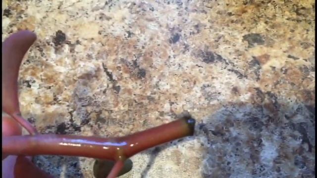 S&S & The Growth Of Peperomia Graveolens | Plant Update | Vlogmas Day 5