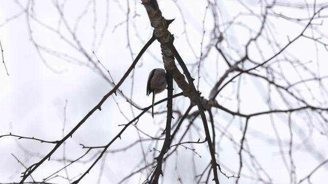 Длиннохвостые Синицы (Ополовники) в лесу 25 февраля 2023 смотреть онлайн