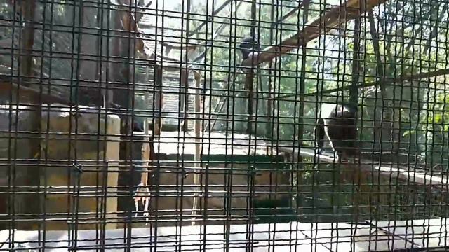 Крым / 27 Июля 2017 / Ялтинский Зоопарк #3 смотреть онлайн