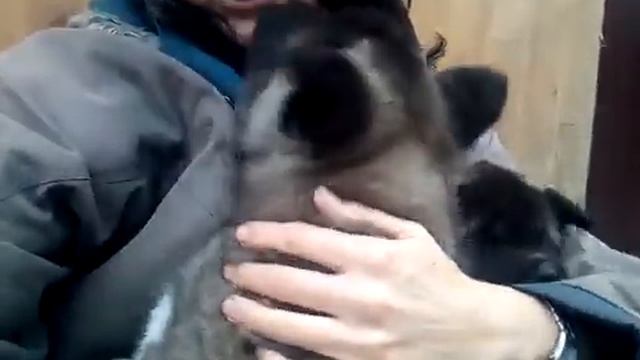 Общение со щенками американской акиты, нам скоро 2 месяца. смотреть онлайн