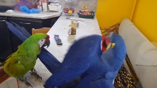 Разборка попугаев. Драка. Гиацинтовый ара Солдатский Ара  Зеленокрылый Ара.Смешое видео. какаду