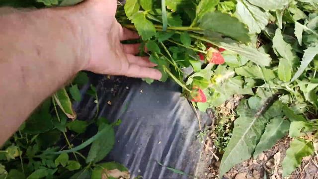 Клубника МАЛЬГА.СТРЕЛЯЕТ! смотреть онлайн