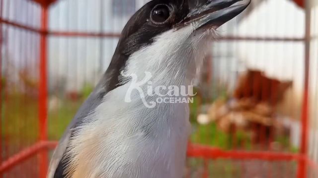 MASTERAN CENDET FULL ISIAN MEWAH | MASTERAN CENDET TROTOL