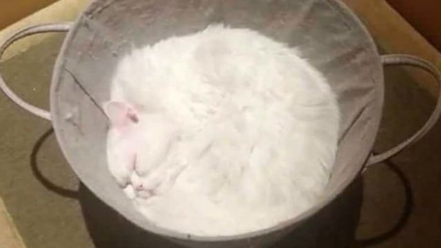 КОТ- ЭТО ЖИДКОСТЬ Смешные коты 2020 ТОПовая Подборка. Лучшие Приколы с котами смотреть онлайн