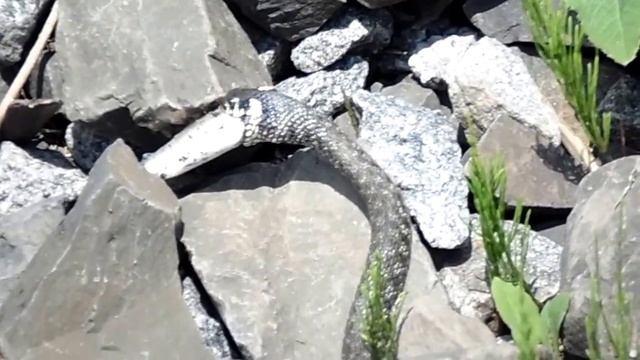 Уж рыболов смотреть онлайн