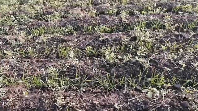 Озимая пшеница по вике яровой. No-Till. смотреть онлайн