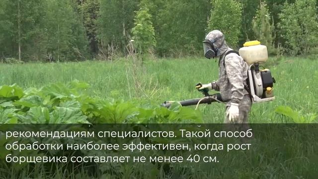 Химическая обработка борщевика Сосновского