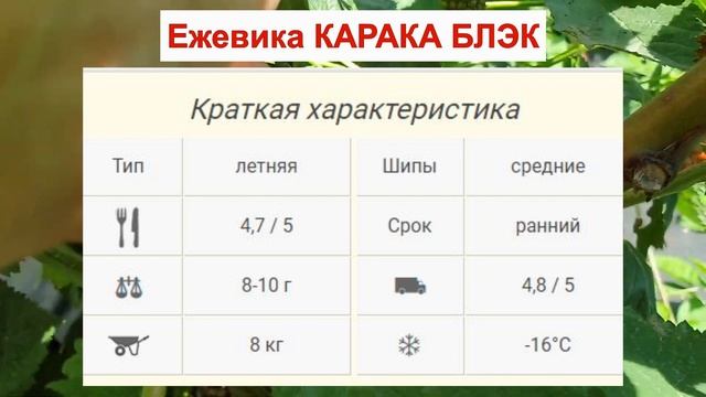 ЕЖЕВИКА КАРАКА БЛЭК - СУПЕР РАННИЙ С ШИПАМИ. КРУПНАЯ ЯГОДА. ОПИСАНИЕ СОРТА, характеристики ОТЗЫВЫ смотреть онлайн