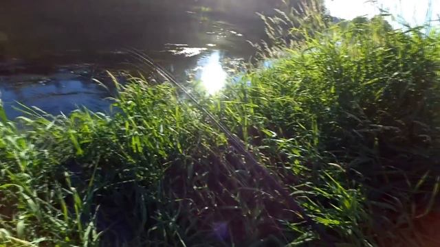 Зрелищная поклевка небольшого жереха на маленькой речке на уокер. Июль 2016 года. смотреть онлайн