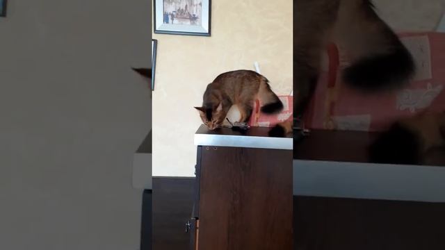 питомник сомалийских кошек Sable Klan смотреть онлайн