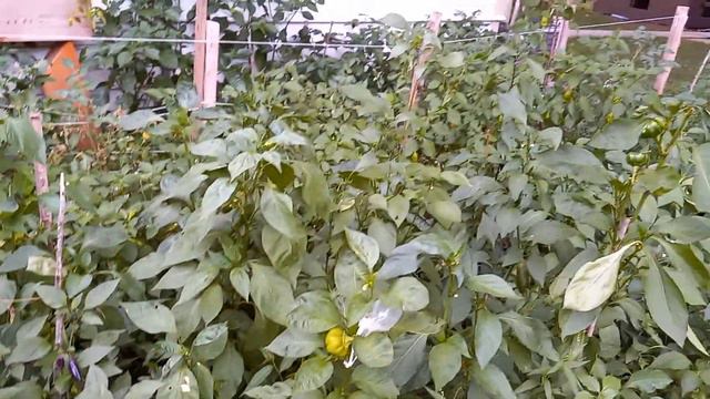 Kansas pepper garden tour 8/7/22 смотреть онлайн