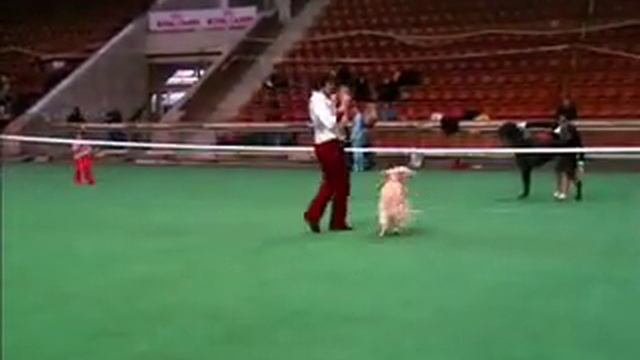 Dog Dancing смотреть онлайн
