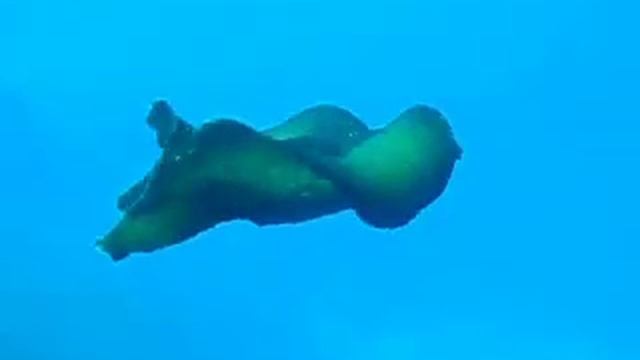 Flying sea slug Aplysia deplians смотреть онлайн