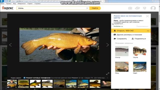 Как живет линь?