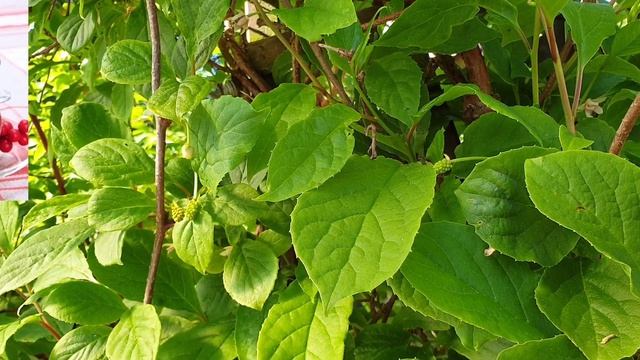 Лимонник Китайский. Как вырастить лечебную лиану. смотреть онлайн