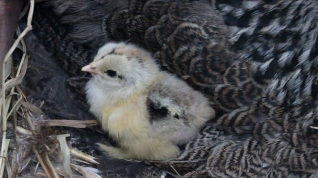 Куры Брама тёмная? Почему никогда не откажусь от этой породы. 5 лучших качеств! смотреть онлайн
