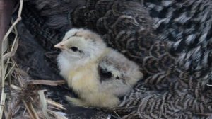 Куры Брама тёмная? Почему никогда не откажусь от этой породы. 5 лучших качеств!