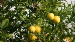 Лучшие сорта лимонов для квартиры. Уход и выращивание в домашних условиях