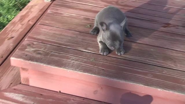 3 Blue Girls смотреть онлайн
