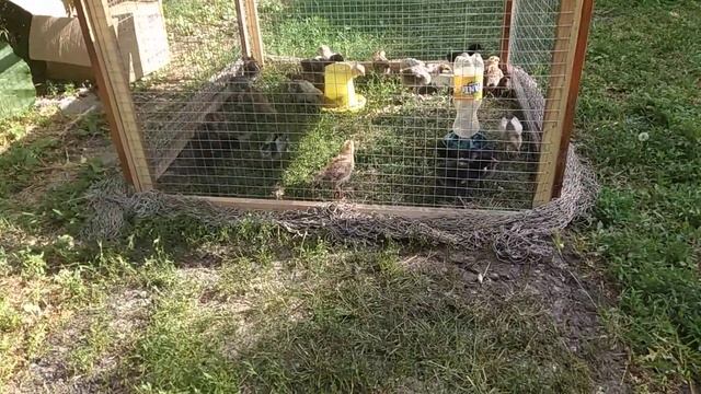 ???? Вольер для цыплят и другой птицы ❗❗Быстро дёшево❗ смотреть онлайн