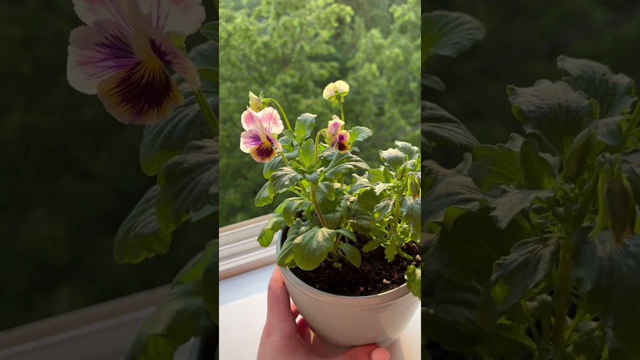 Виолы из семян - посмотри в профиле какие были на упаковке и что в итоге выросло смотреть онлайн