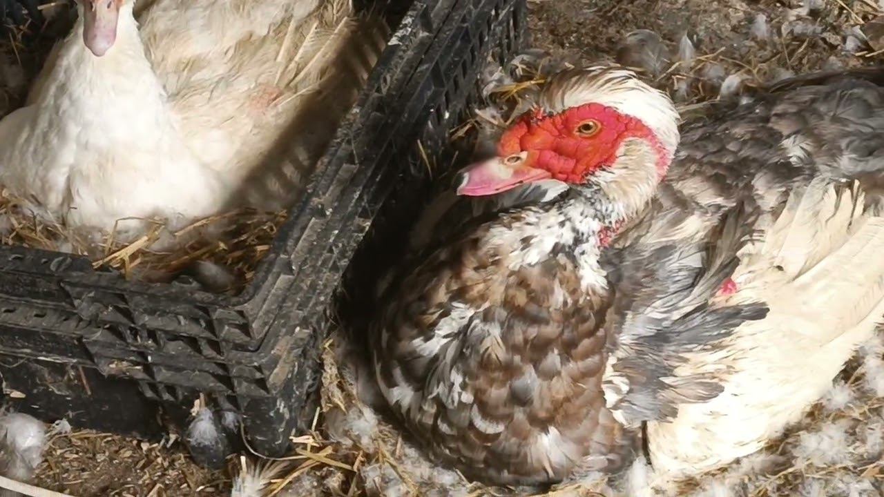 Селезень высиживает утят.