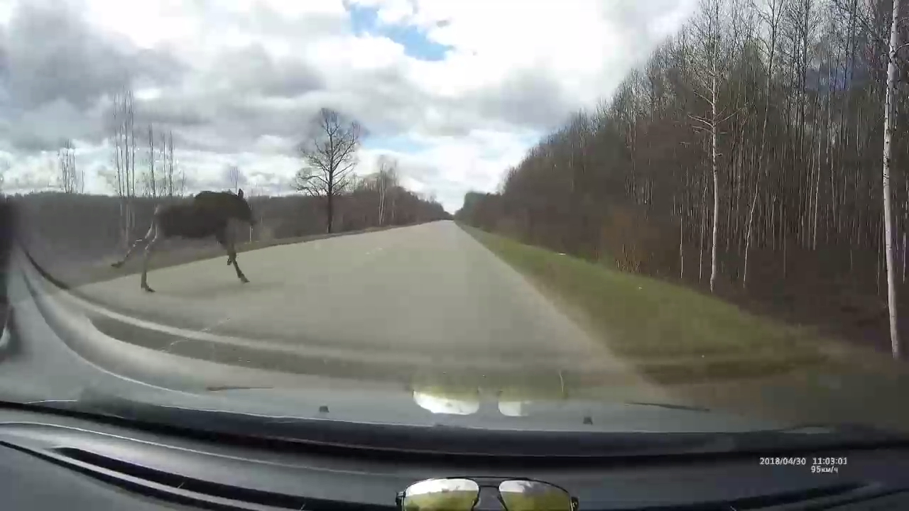 Лось-автоподставщик... смотреть онлайн