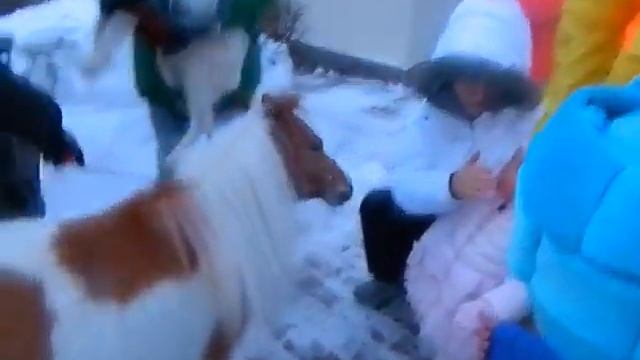 Микро-лошадь - 8(965)380-1311. Заказ на праздник смотреть онлайн