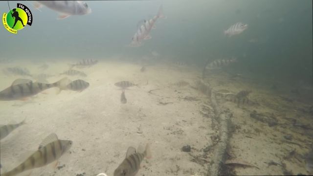 Подводная видео съемка ловли травяного окуня зимой на мормышку смотреть онлайн