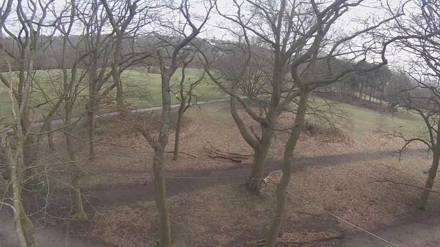 Ganoderma Pfeifferi On Beech. Tree Failure. Dead Wood Habitat Retention
