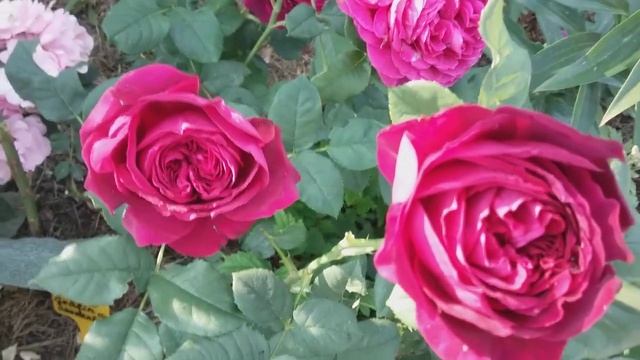 Красивейшие роза белведер смотреть онлайн