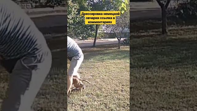дрессировка немецкой овчарки как дрессировать немецкую овчарку #дрессировкасобак #дрессировкаовчарк