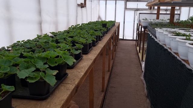 Беда с цветами.Накосячил с химией по цветам, пожёг лист, работал от клеща. смотреть онлайн