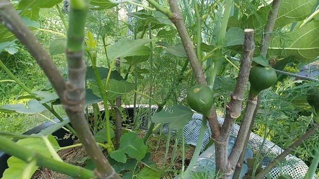 Инжир в ОГ Беларуси. Обзор на конец июня 2022 года смотреть онлайн