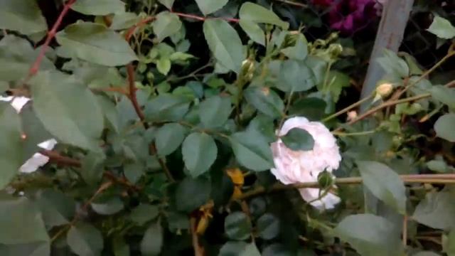 роза Cinderella Сіндерелла цикл 4 день 16 червня 2020 р. смотреть онлайн