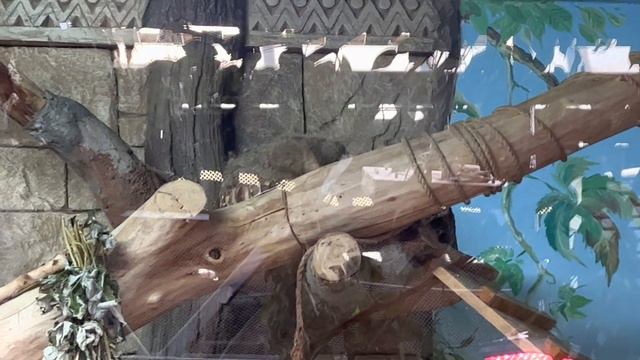 ТРК РИО СПБ смотреть онлайн