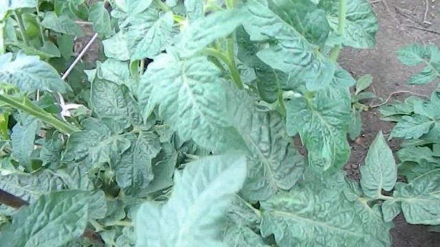 Томат Аделаида фестиваль гном.